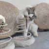 Pet Plush Toy For Indoor Cats; Cat Plush Toy With Spiral Spring Plate And Funny Ball; Cat Teaser Toy - Mouse