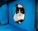 Pet Life Kitty-Play Obstacle Travel Collapsible Soft Folding Pet Cat House - Blue, Grey