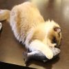 Cat Toy Simulation Fish Toy Pet Plush Cat Mint Fish Kitten Simulated Silver Arowana Interactive Pet Chew Toys - 1PCS