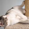 3-Tier Cat Tower with 2 Napping Perches, Cat Condo, 2 Sisal Rope Scratching Posts, and Hanging Toy â€šÃ„Ã¬ Cat Tree for Indoor Cats by Petmaker (Brown) -